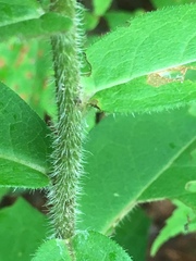 Silphium asperrimum