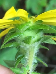 Silphium asperrimum