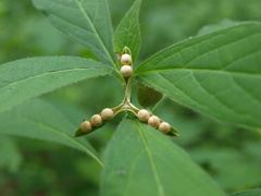 Hybanthus concolor