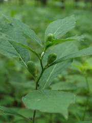 Hybanthus concolor