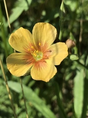 Linum berlandieri