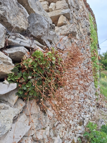 Saxifraga cuneata (Saxifraga cuneata)