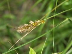 Carex disticha
