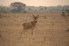 Alcelaphus buselaphus cokii