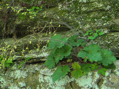 Heuchera richardsonii
