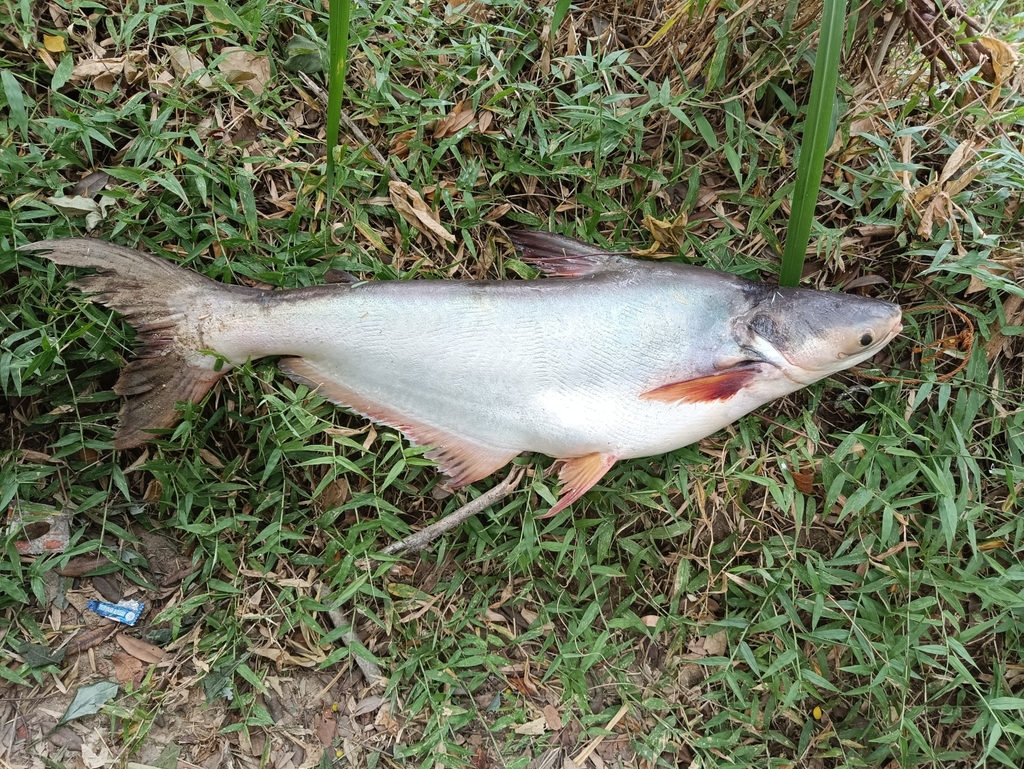 Kunyit shark catfish (Pangasius kunyit) — Pangasiidae