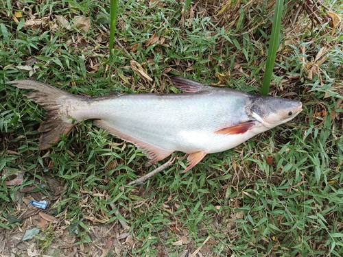 Kunyit shark catfish (Pangasius kunyit) — Pangasiidae