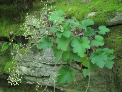Heuchera richardsonii