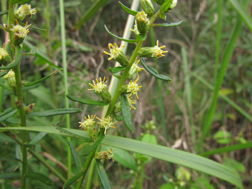 Baccharis megapotamica