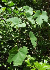 Vitis palmata