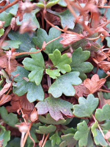 Saxifraga cuneata, photograph 5