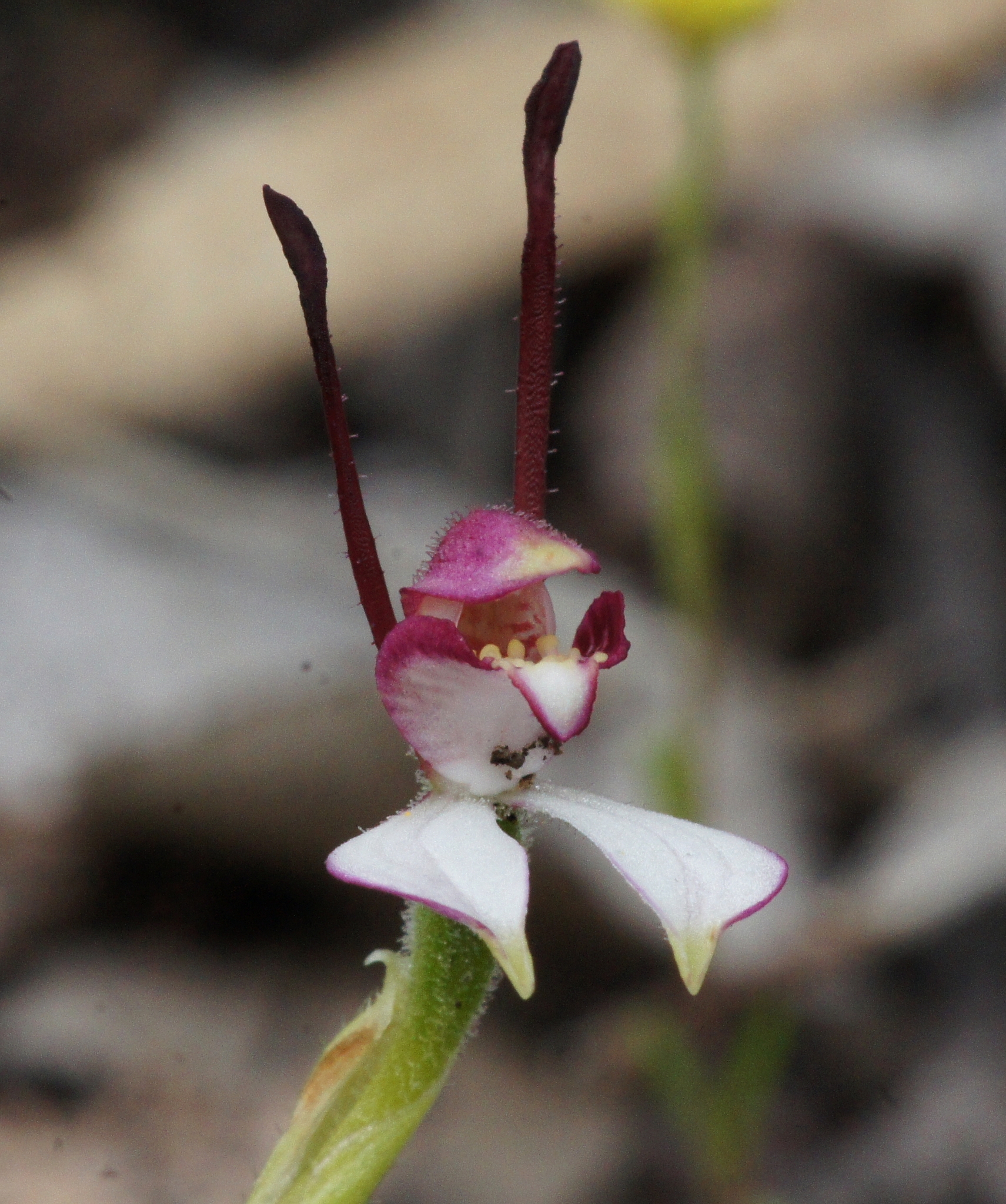 Leptoceras