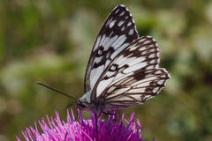 Melanargia occitanica
