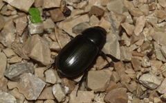 Dyscinetus dubius