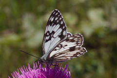 Melanargia occitanica