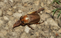 Pelidnota punctulata