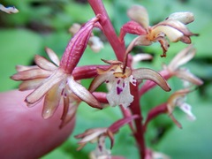 Corallorhiza maculata occidentalis