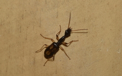Colliuris tristigma