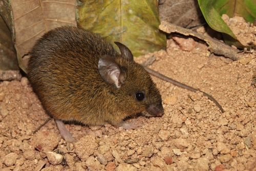 Cerqueira's Rice Rat (Euryoryzomys cerqueirai) — Data Deficient Mammalia