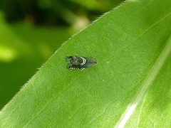 Grapholita interstinctana