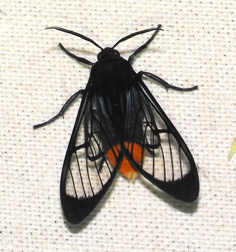 Osmocneme bracata