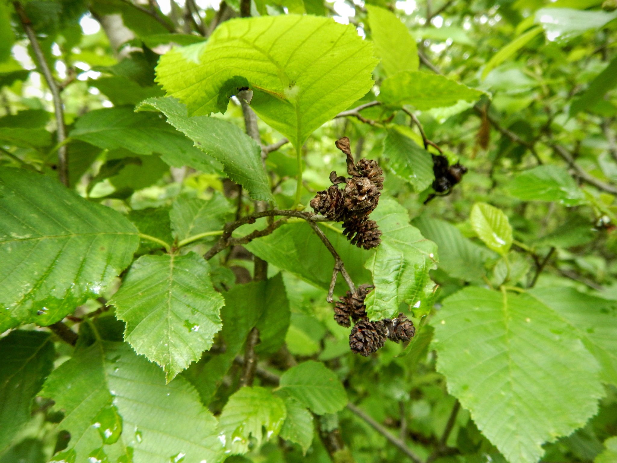 Alnus incana ssp. rugosa