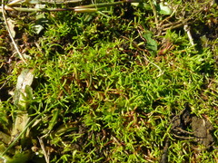 Crassula natans