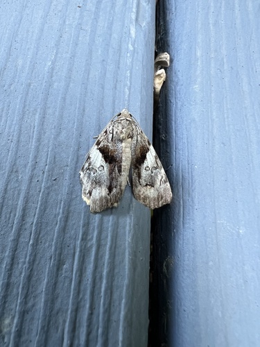 Charming Underwing photo 6