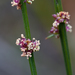Amperea xiphoclada - Photo (c) Bill Higham,  זכויות יוצרים חלקיות (CC BY-NC-ND)