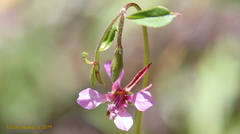 Clarkia rhomboidea