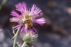 Hemaris tityus