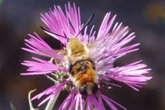 Hemaris tityus