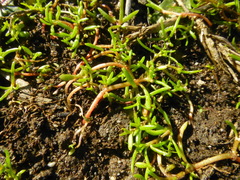 Crassula natans