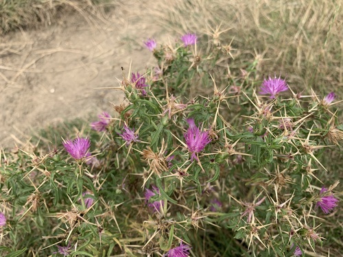 Centaurea calcitrapa iNat (2)