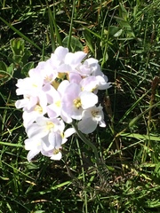 Cardamine polemonioides
