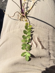 Cardamine polemonioides