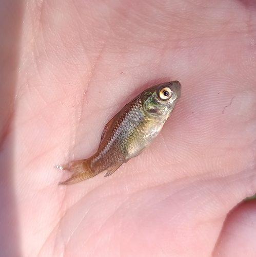 Prussian carp balığı