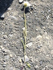 Cardamine polemonioides