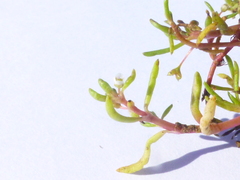 Crassula natans