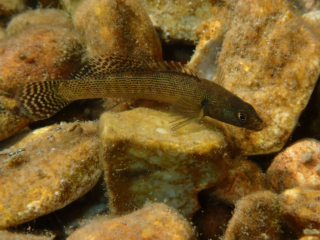 Fantail darter (Etheostoma flabellare) — Percidae