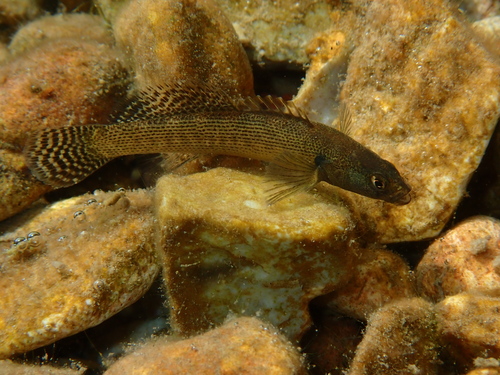 Fantail darter (Etheostoma flabellare) — Percidae