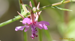Clarkia rhomboidea