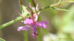 Clarkia rhomboidea