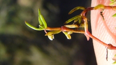 Crassula natans