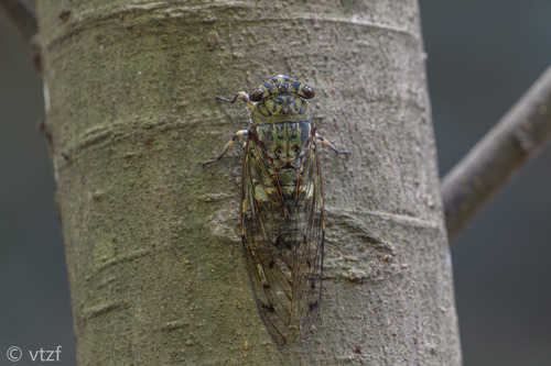 Platylomia duffelsi
