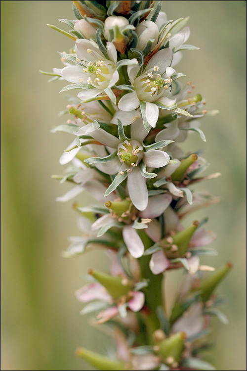Tamaricaceae