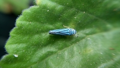 Graphocephala flavovittata