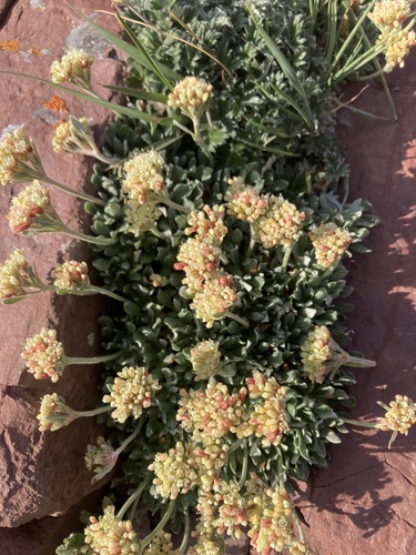 Image of Eriogonum androsaceum by (c) Caleb Catto, some rights reserved (CC BY)