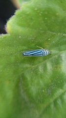 Graphocephala flavovittata