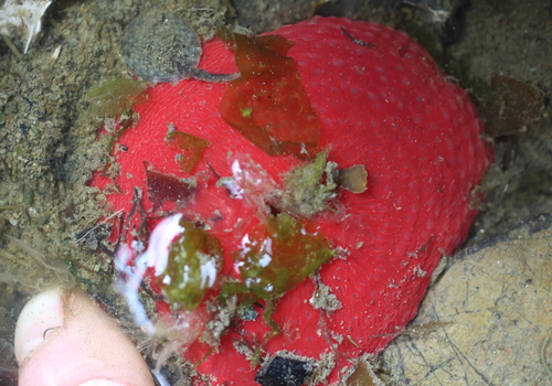 Aulactinia vancouverensis